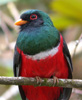 Masked Trogon